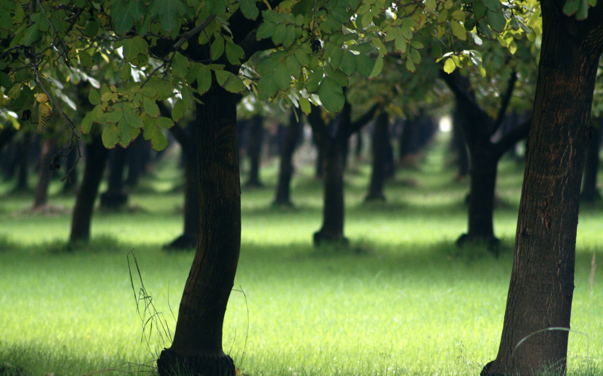 nature tree trees grass spring summer forests park