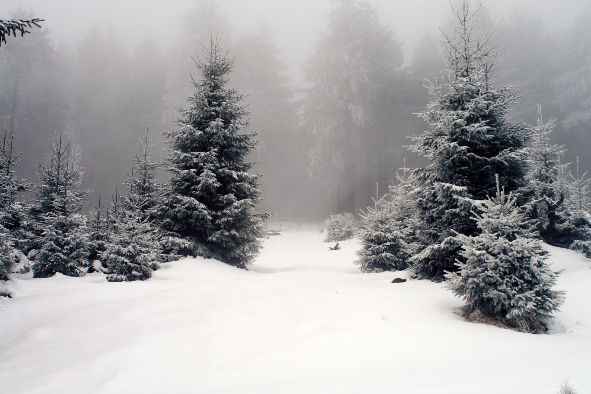 winter snow spruce