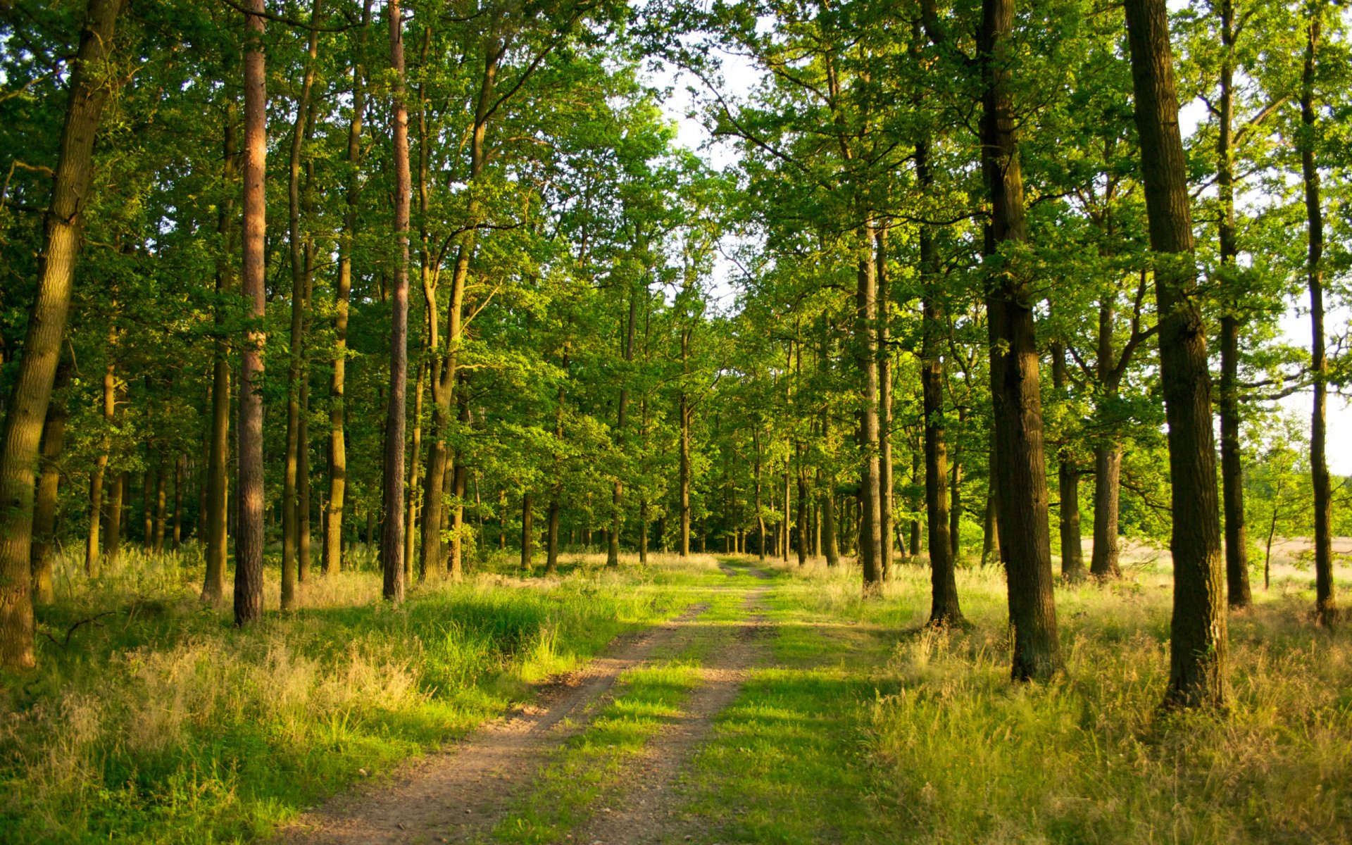 wald bäume licht straße weg gras sommer natur