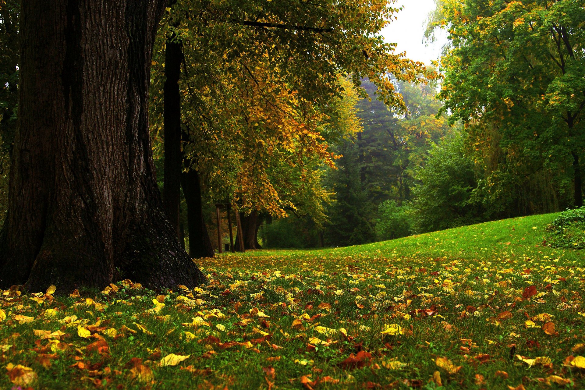 naturaleza otoño parque follaje hierba