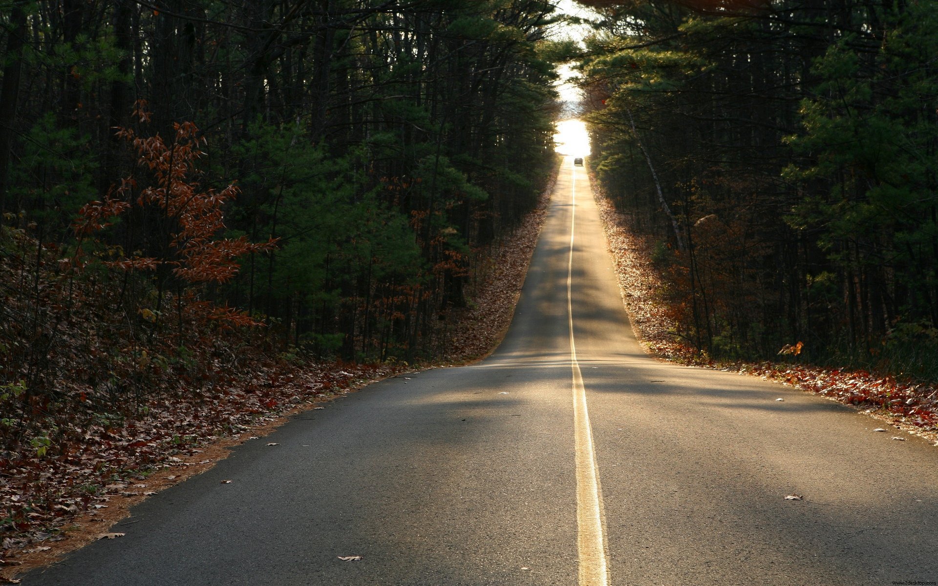 forest road tree leave