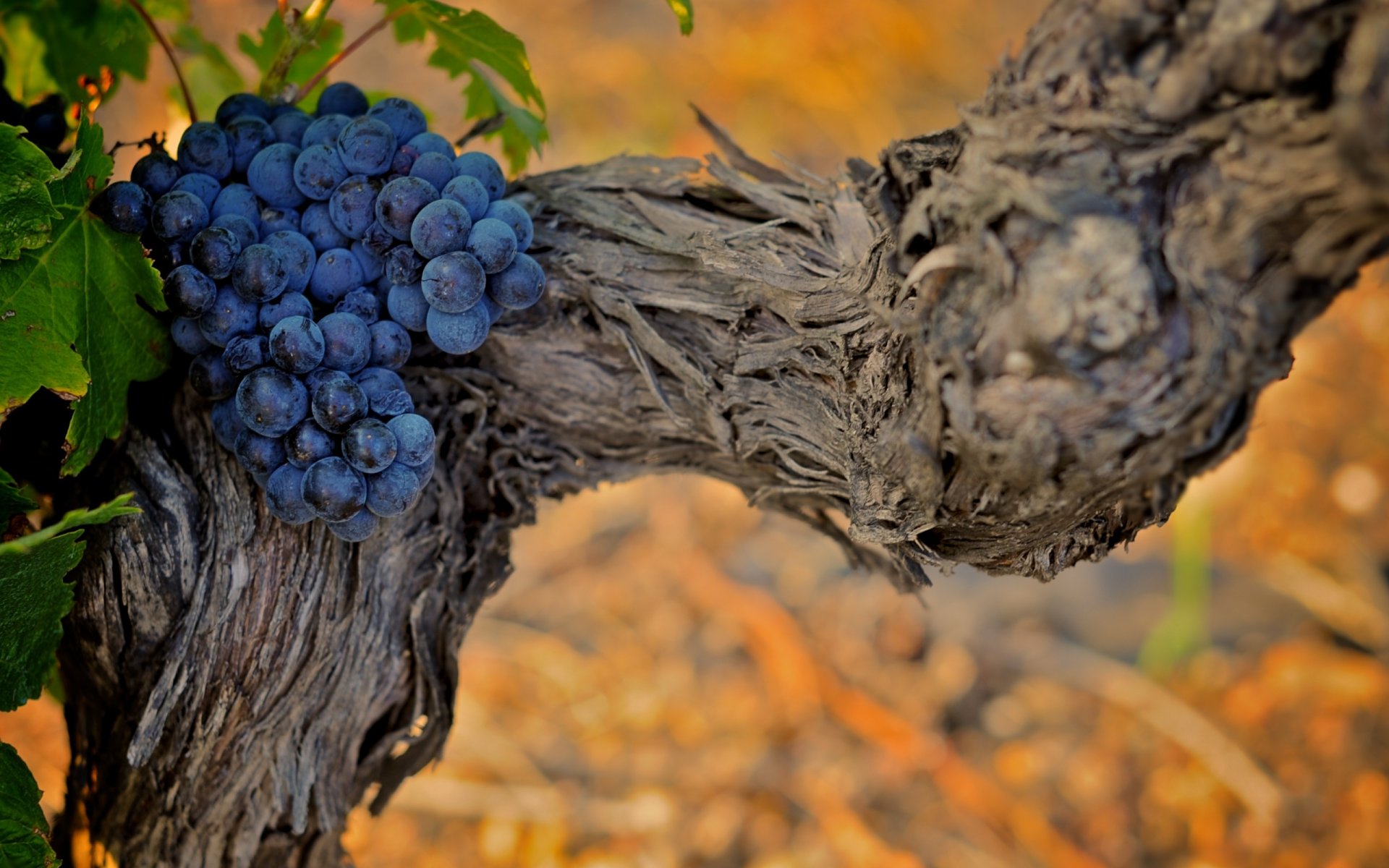 naturaleza plantas uvas vid hojas fondo fondo de pantalla