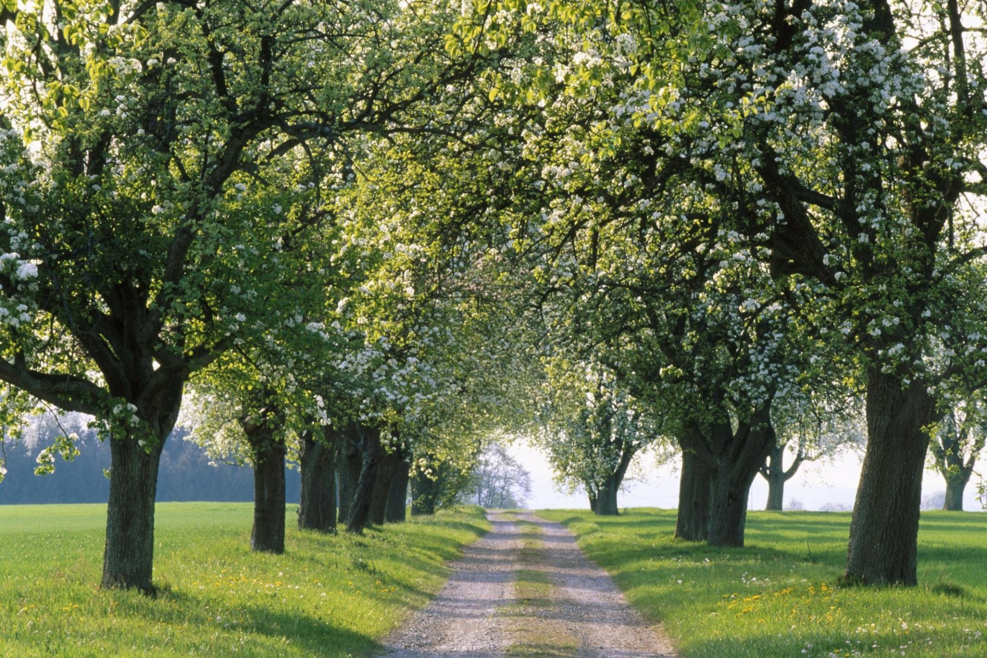 natur gasse gasse straße straße weg wege baum bäume frühling