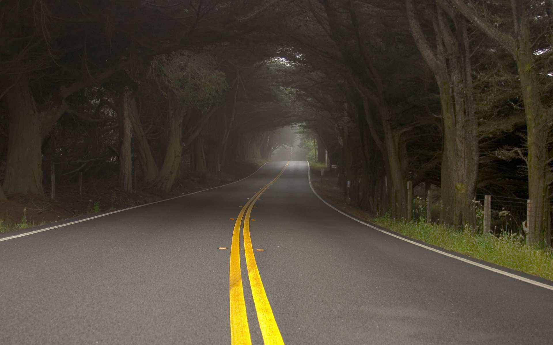 straße bäume nebel dunst natur