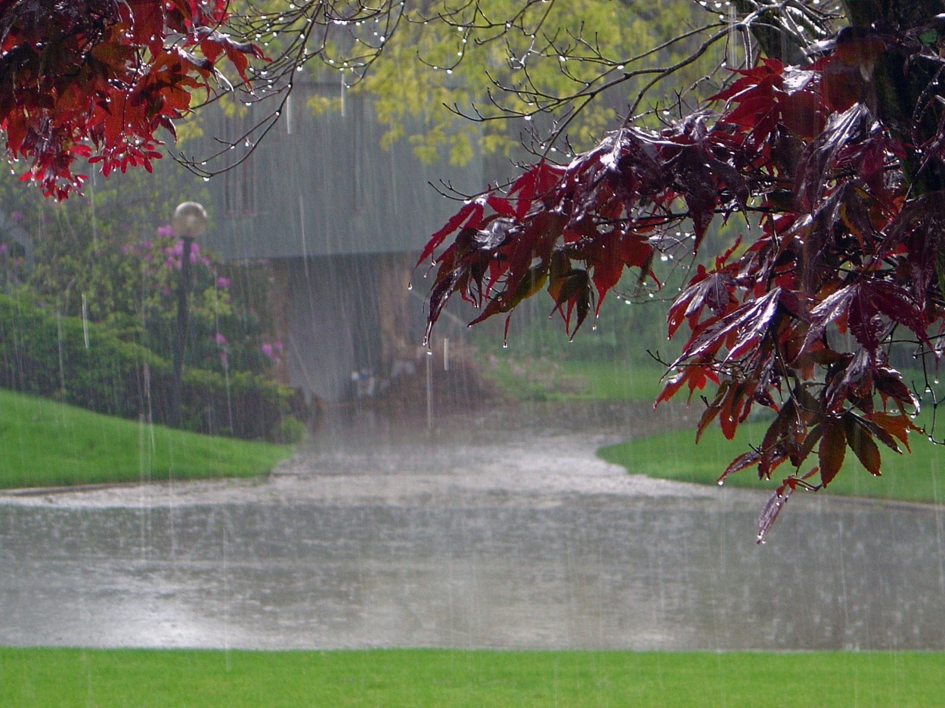 pluie route maison arbre feuilles érable parc