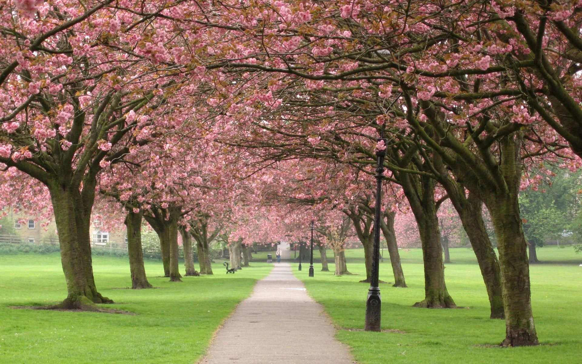 sakura ciliegio albero alberi rami fiori parco vicolo primavera natura