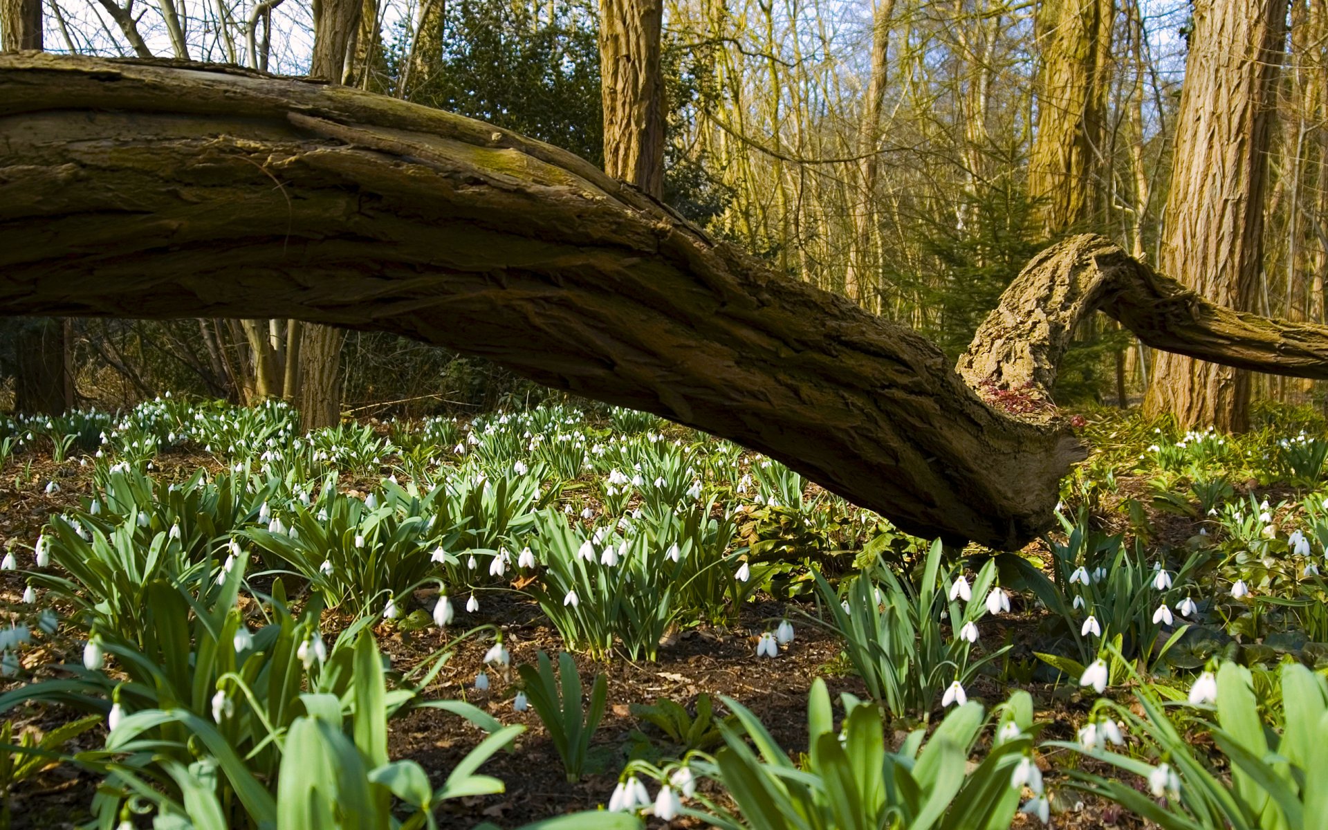 wald bäume stämme stamm schneeglöckchen blumen frühling natur