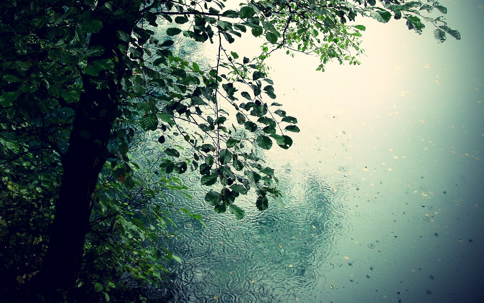 naturaleza árboles lluvia romance charcos gotas hojas