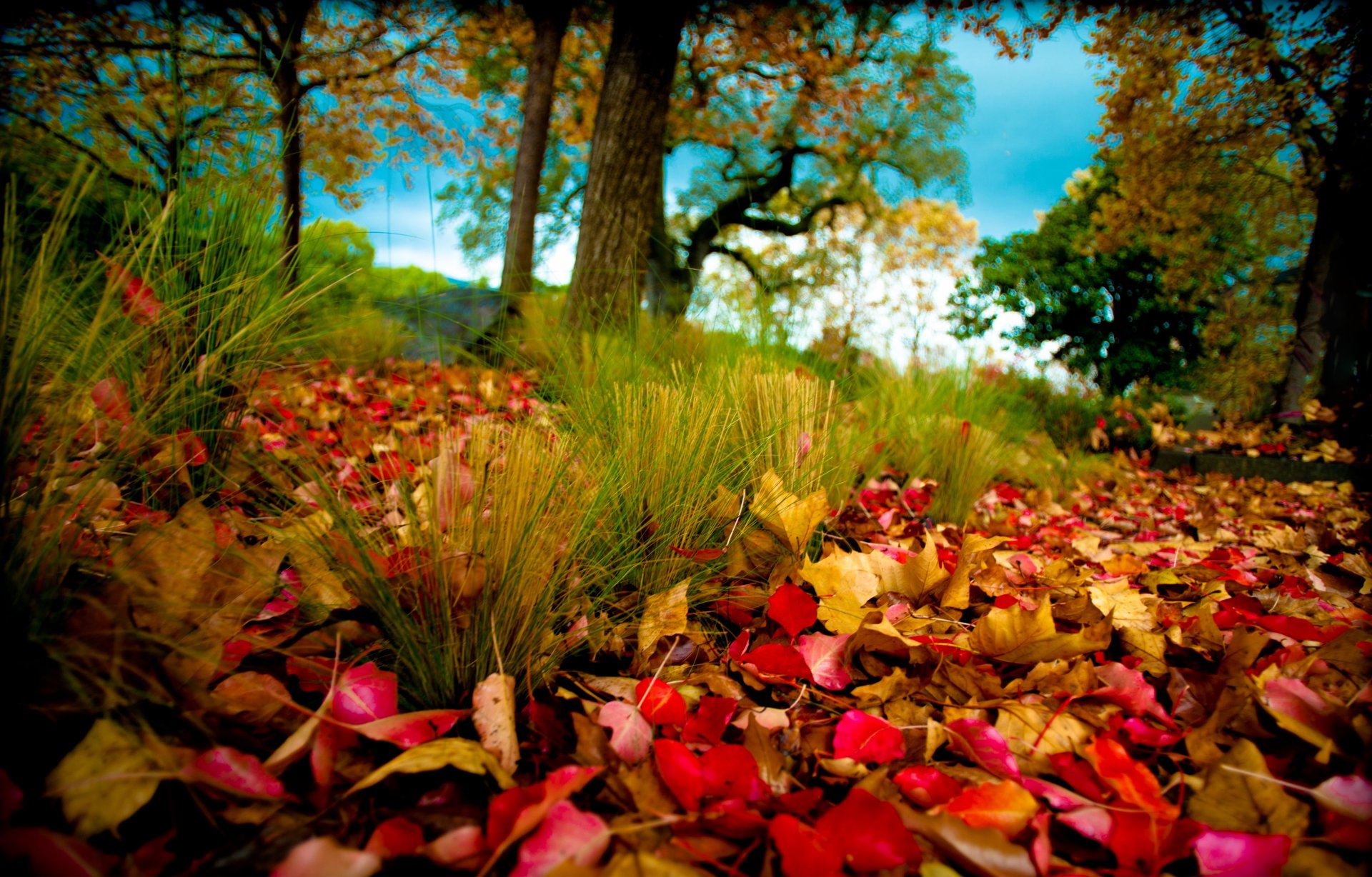 natur herbst laub bäume