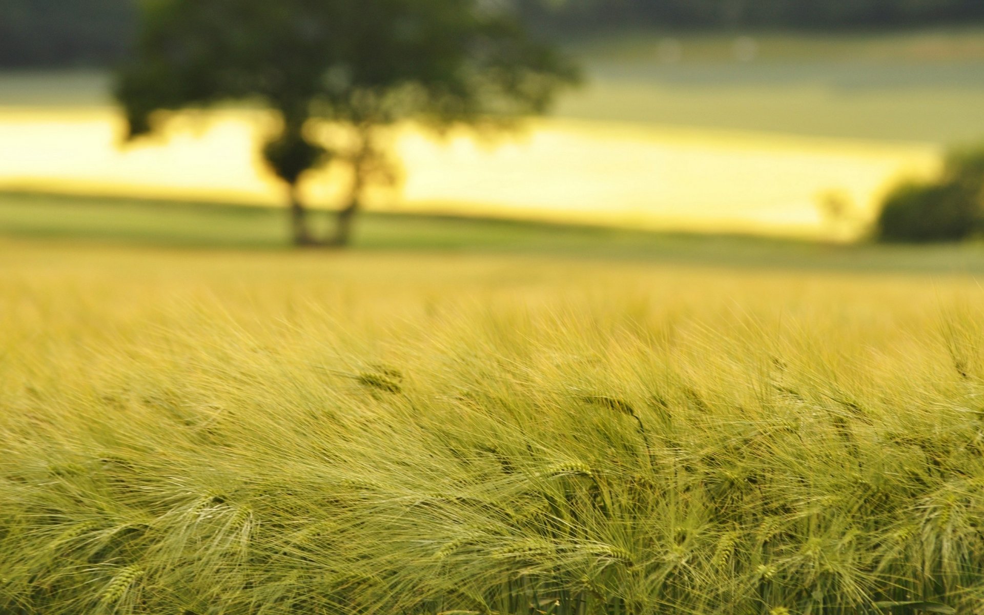 natur weizen feld makro feld ährchen ährchen ährchen