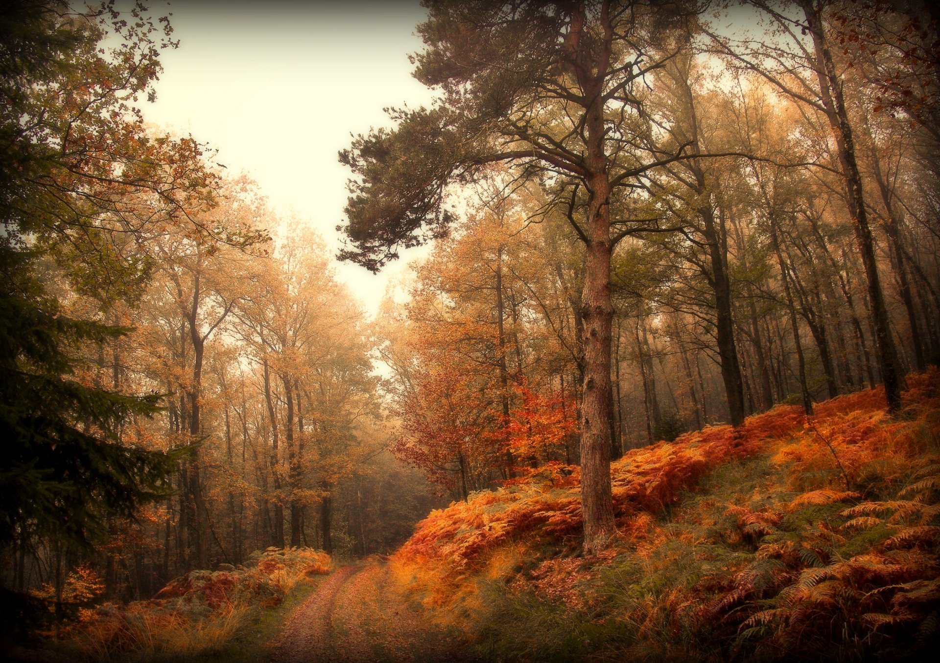 natura foresta autunno strada