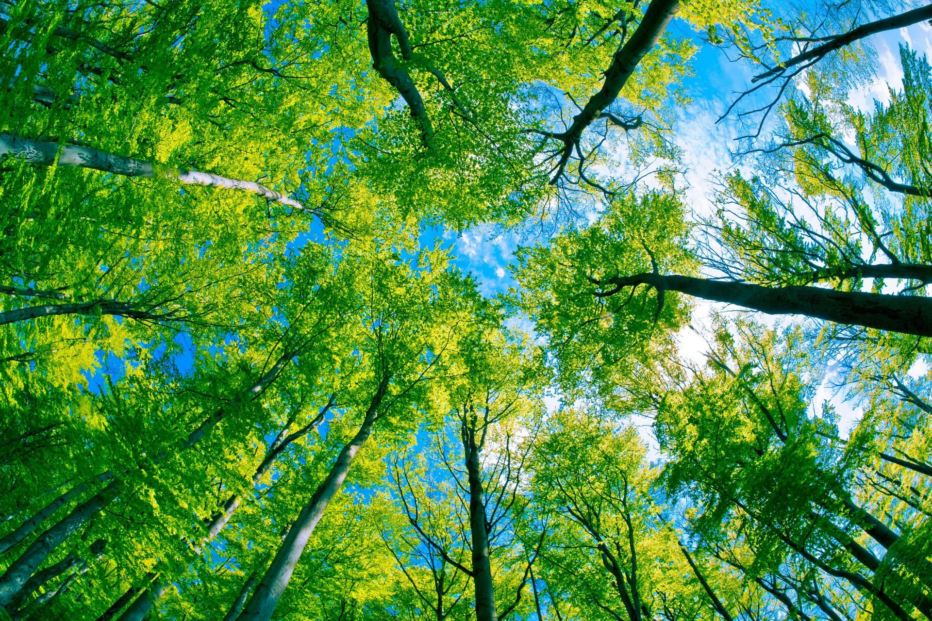 bajo los árboles bosque árboles vista desde abajo cielo reino verde