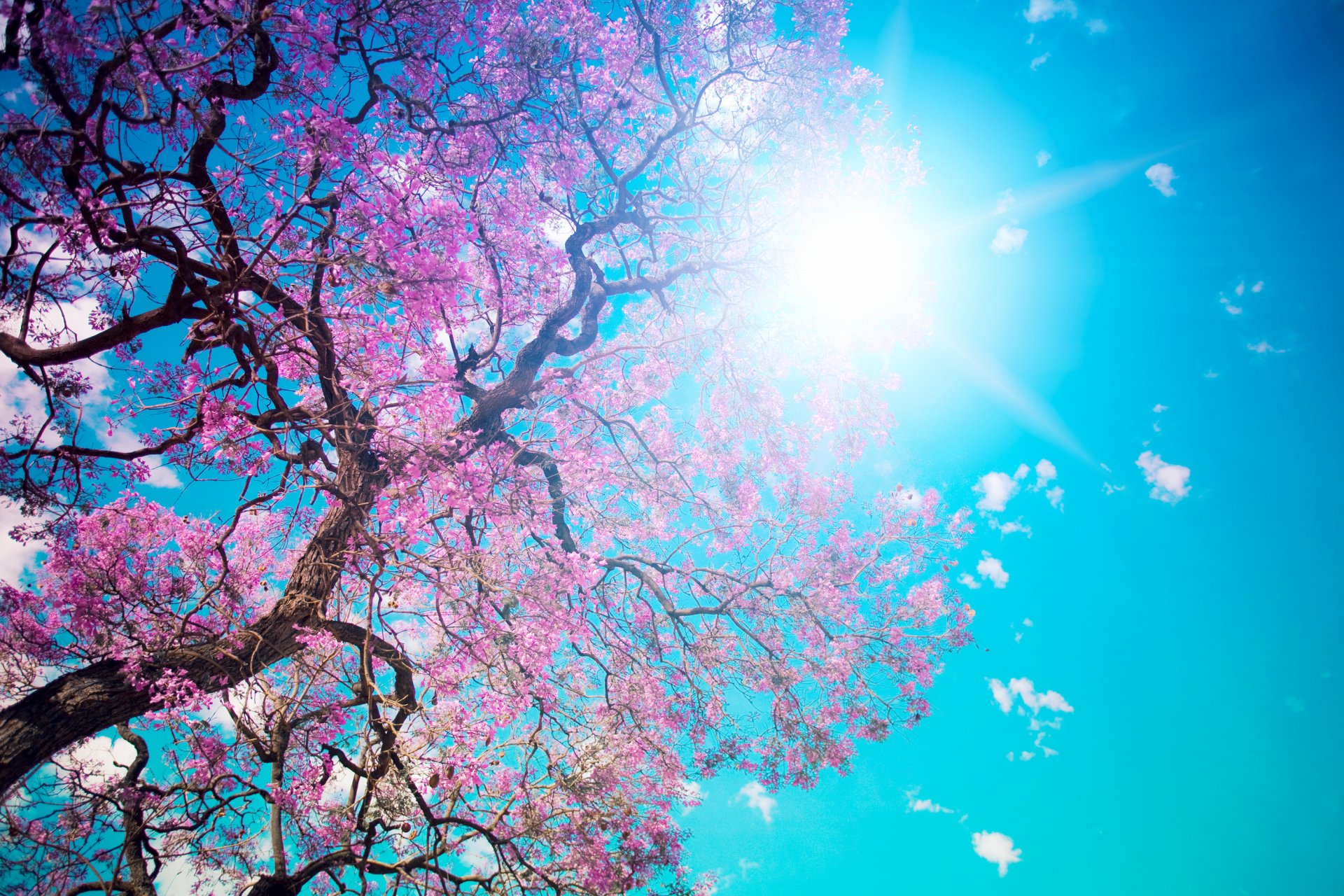 beautiful tree blossom tree bloom pink petals dazzling sun blue sky beauty