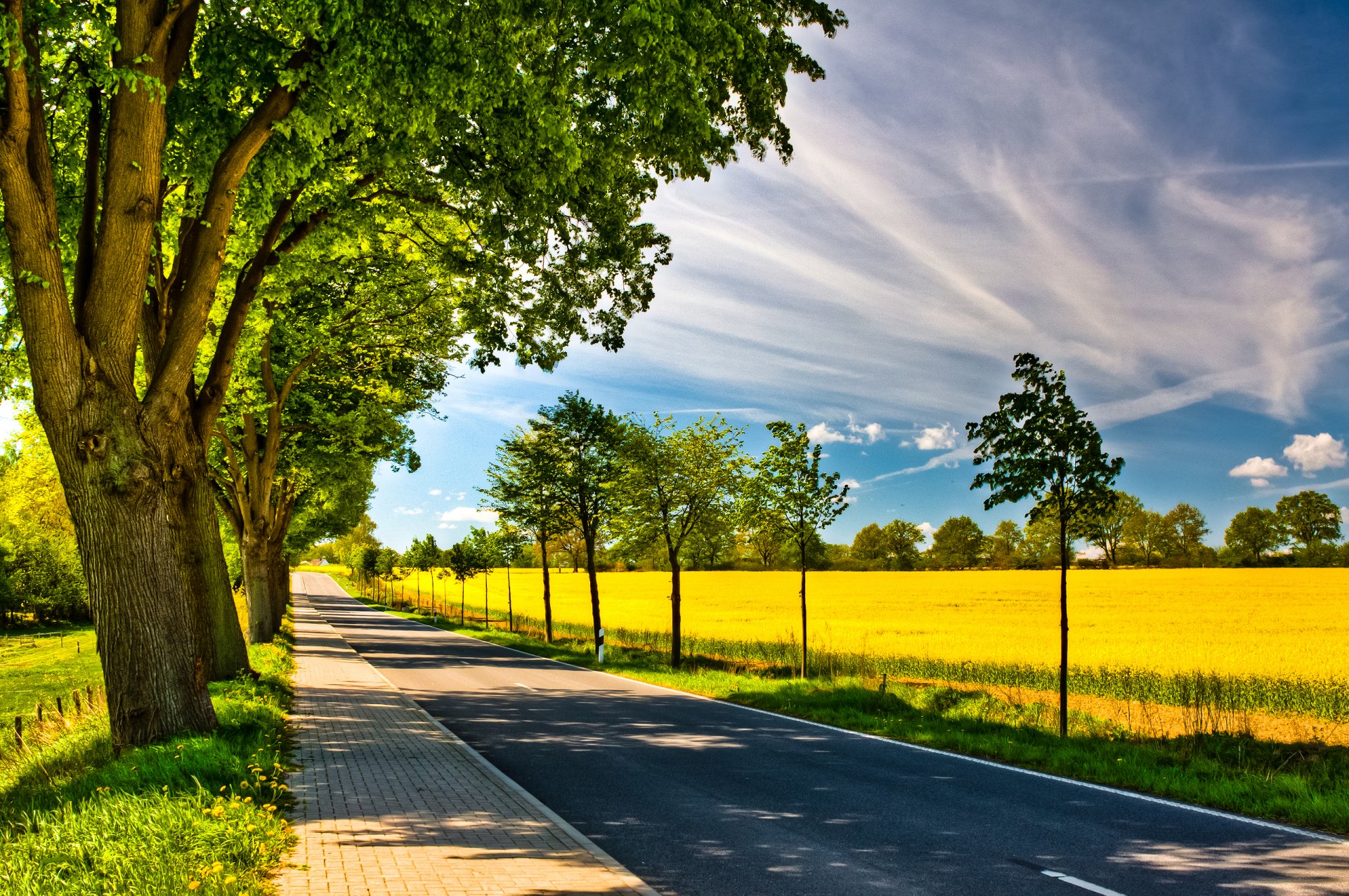 nature route arbres champ ciel