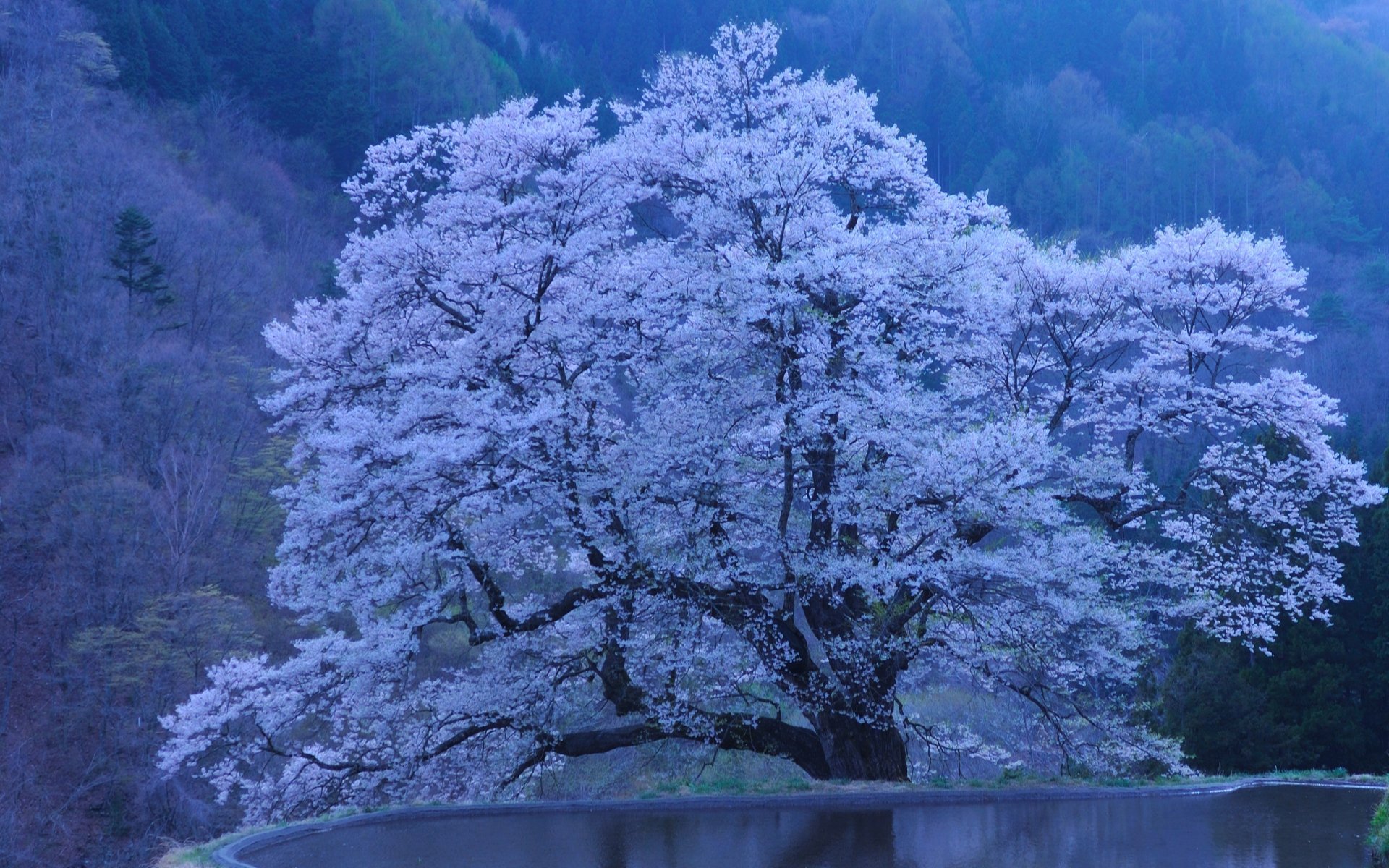 sakura natura japonia