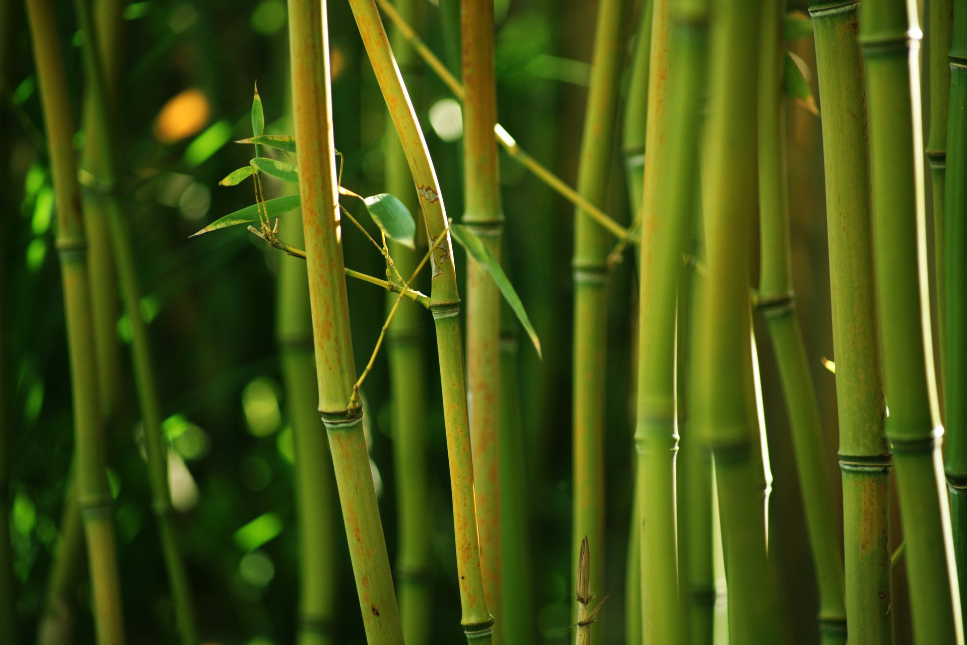 bamboo stems thickets green nature