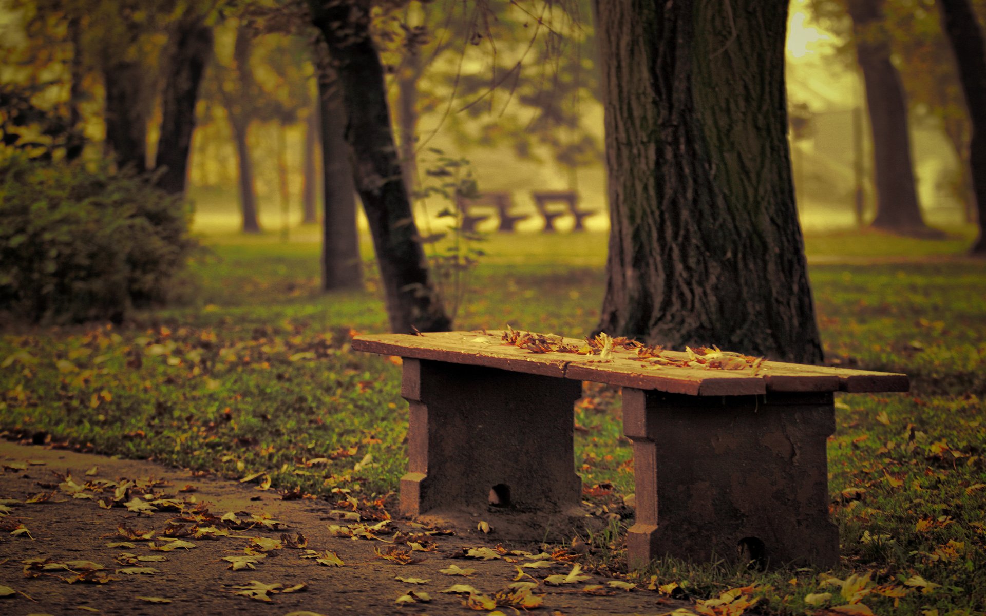 banco parque hojas caídas otoño árboles efecto enfoque desenfoque