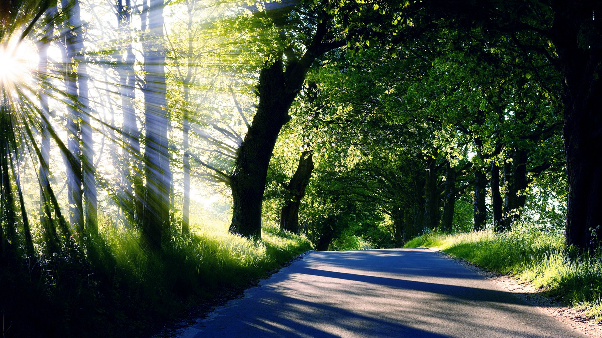 nature arbres route rayons lumière soleil été couronnes herbe