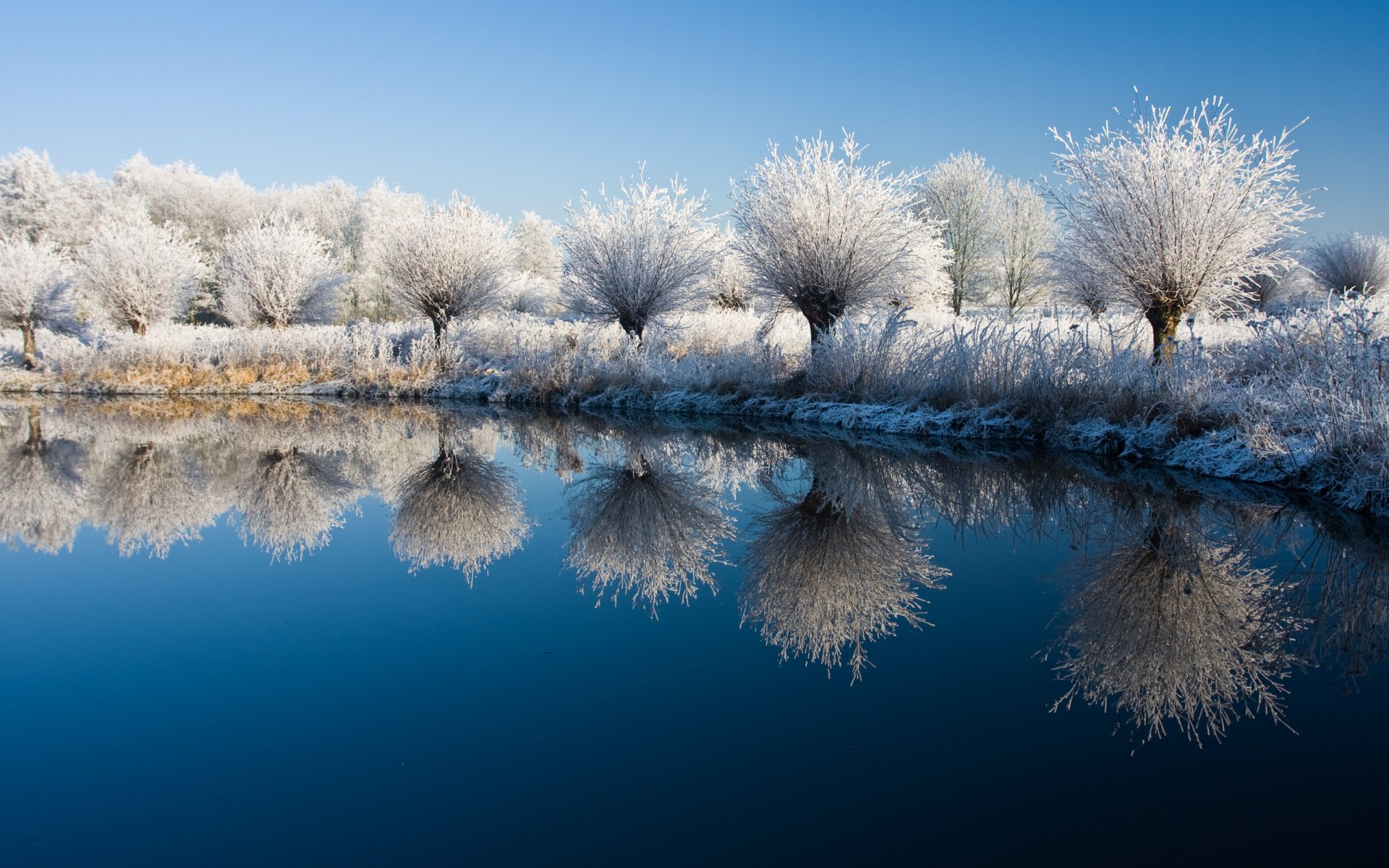 nature landscapes winter water lake plants bushes shrubs trees tree