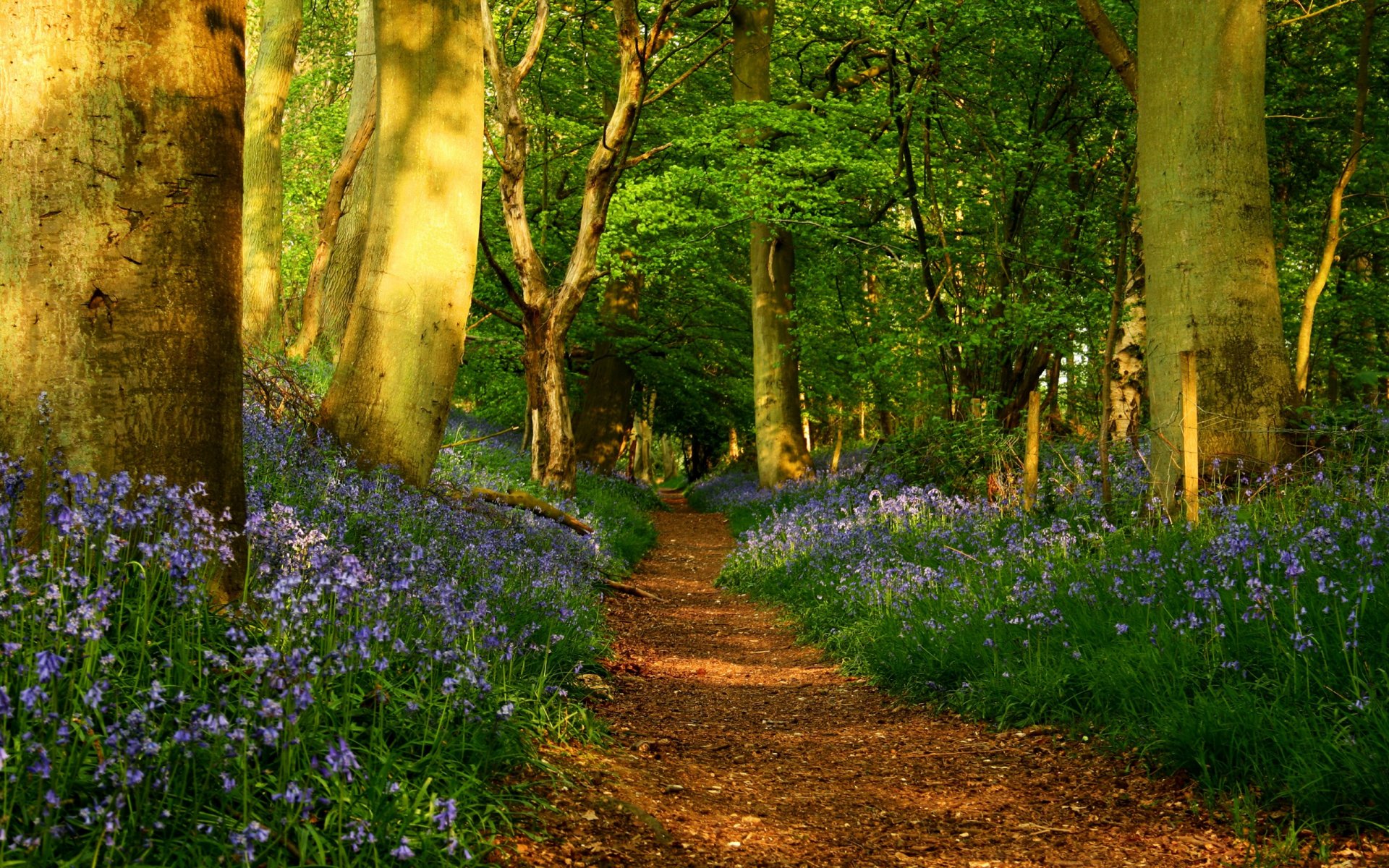 path trail road flower forest tree trunks fence spring nature