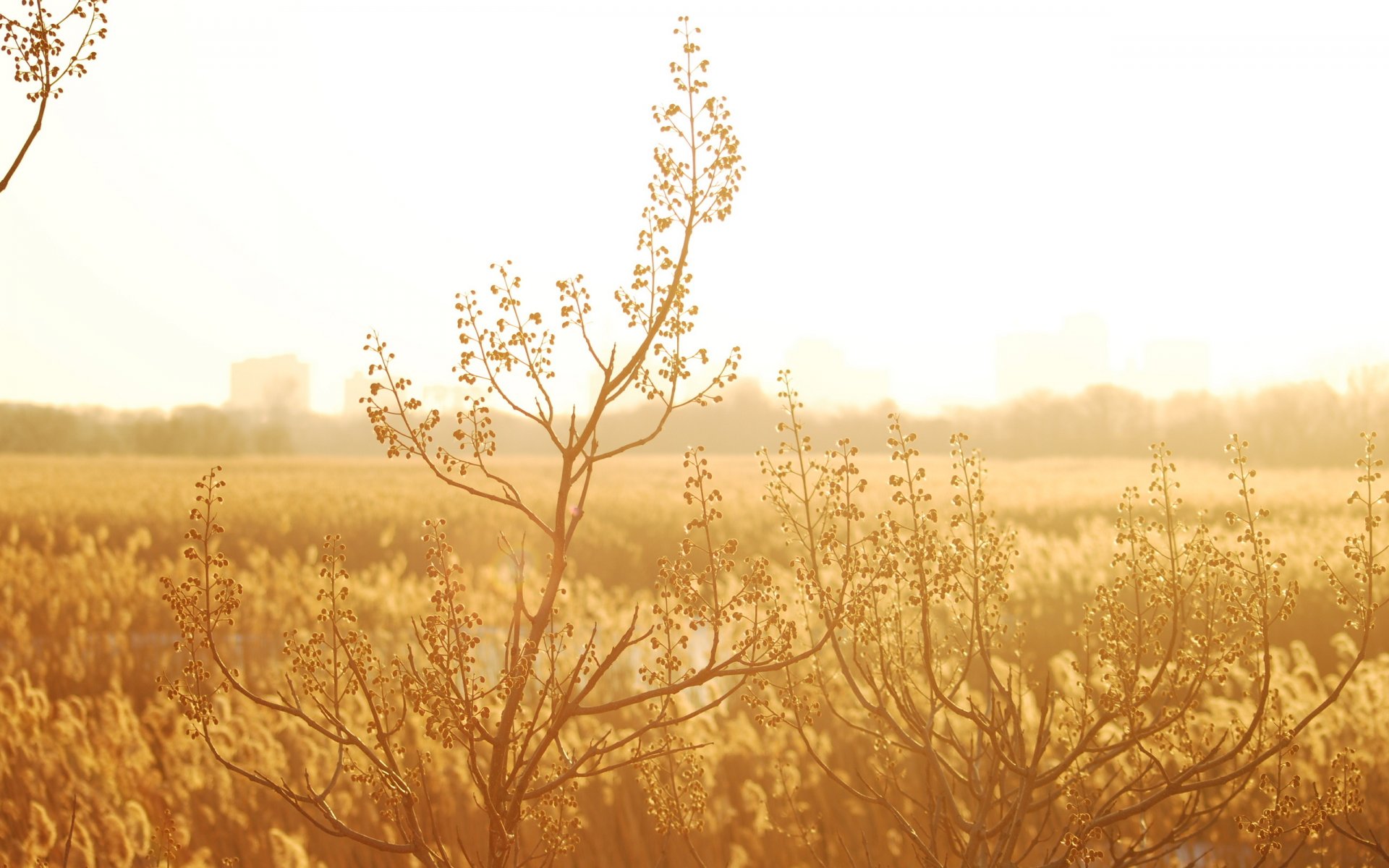 naturaleza planta plantas luz