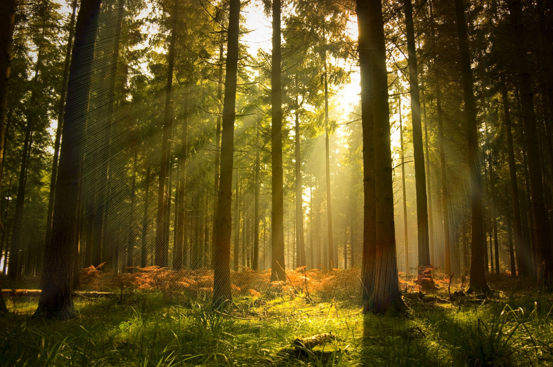 wald bäume kiefern licht strahlen