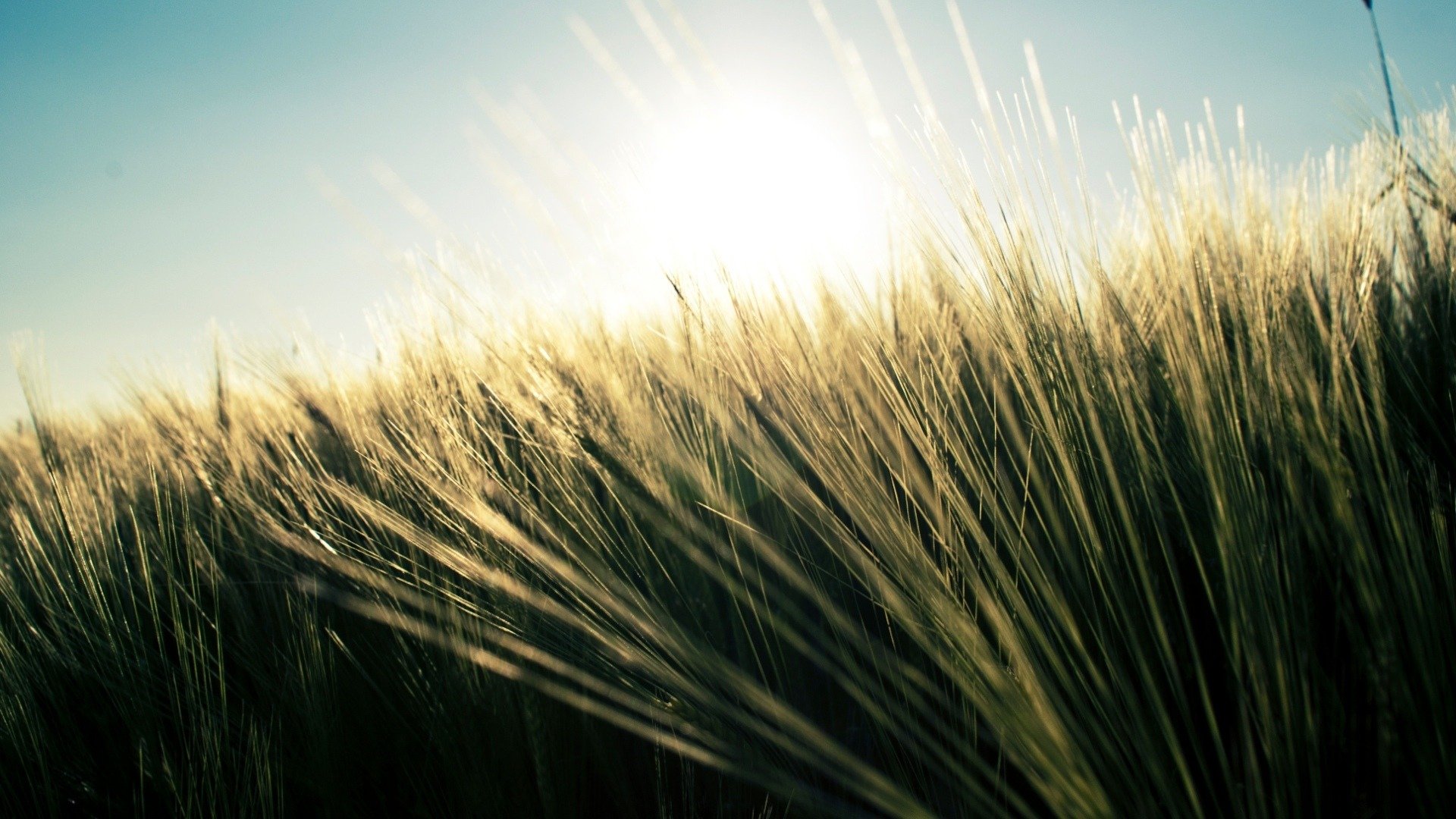 nature wheat the field grass plants summer sky nature field