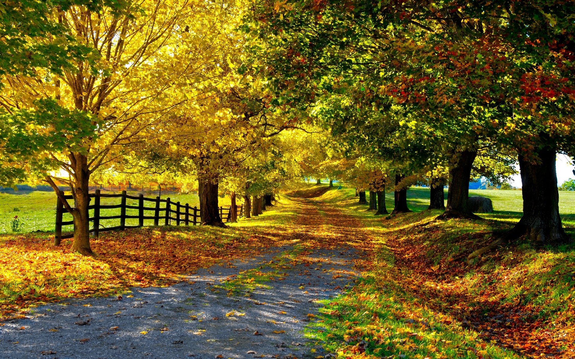 natura autunno foglie alberi vicolo strada recinzione