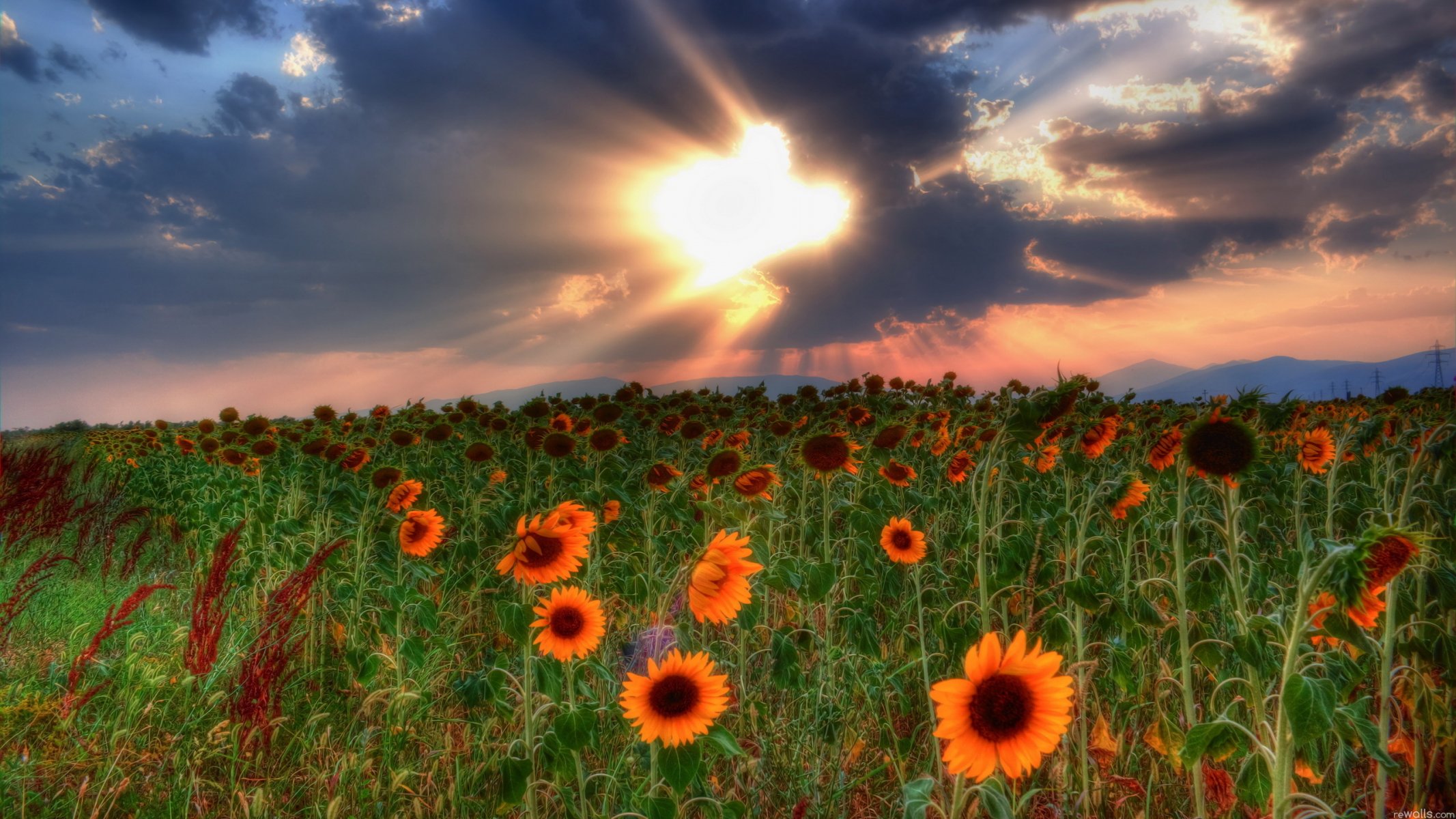 champ tournesols ciel nuages coucher de soleil