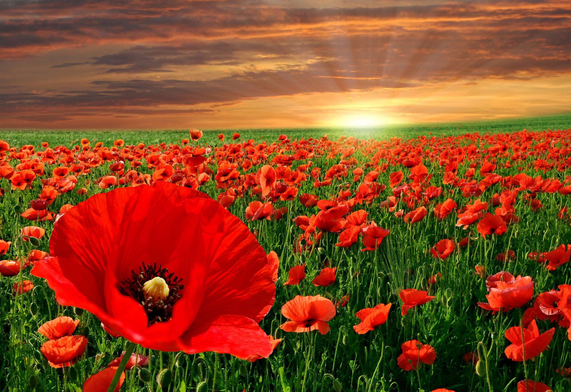 cielo natura papaveri fiori tramonto paesaggio rosso