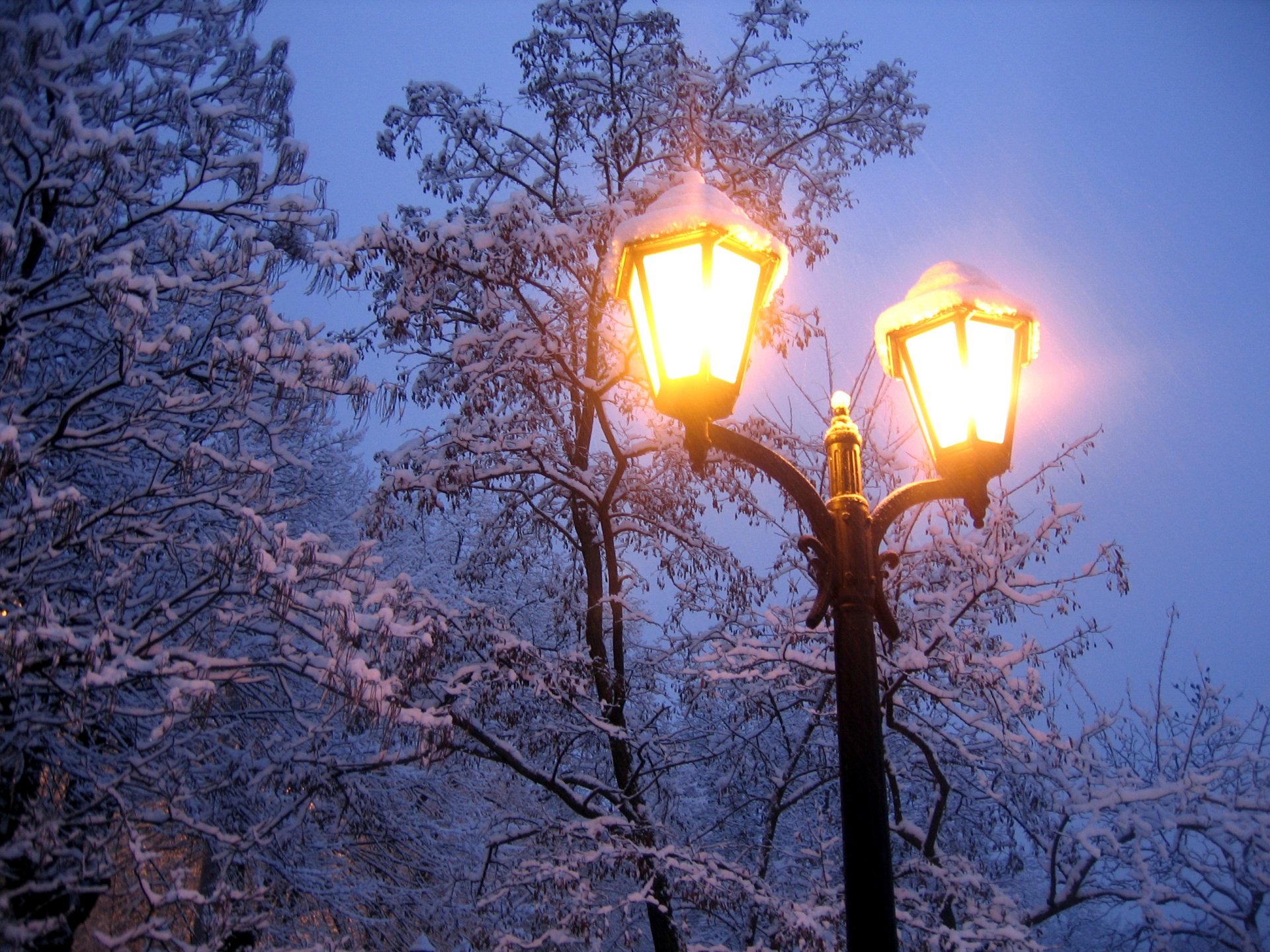 nature winter snow cold frost lantern light trees branches evening