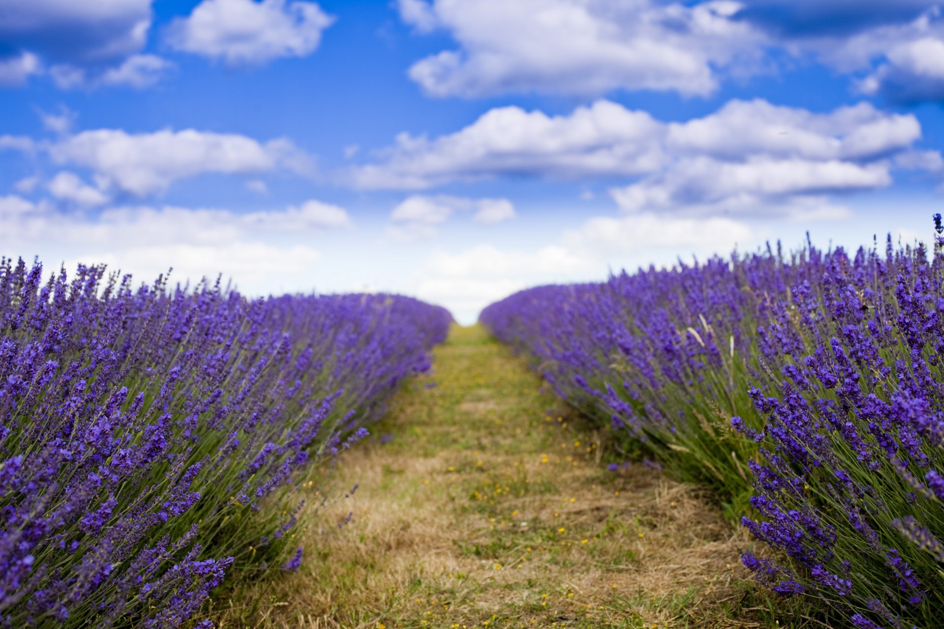 lavanda campo flores púrpuras buen tiempo sur