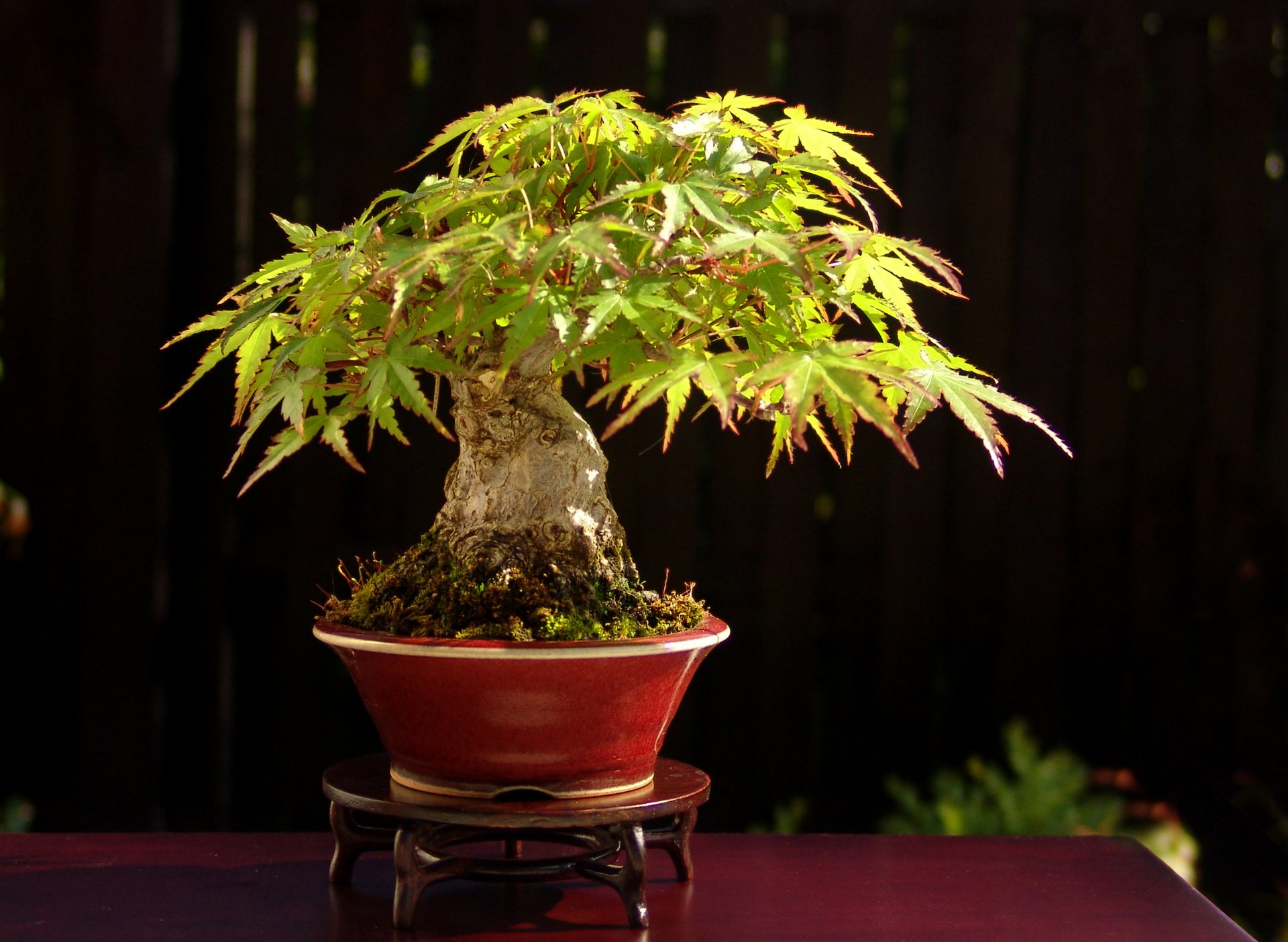 bonsai drzewo japonia stojak stół światło liście