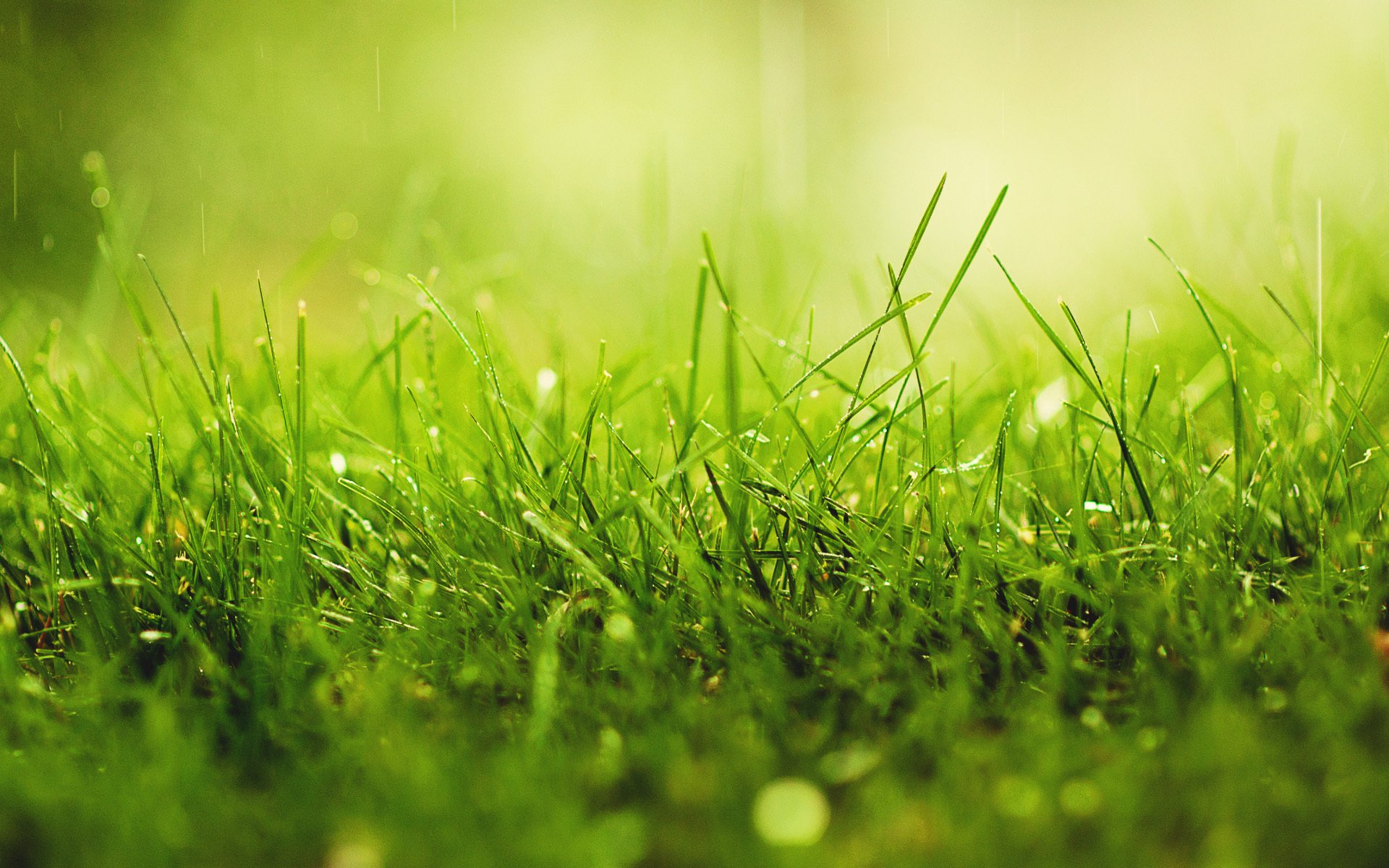 grass drops rain close up nature