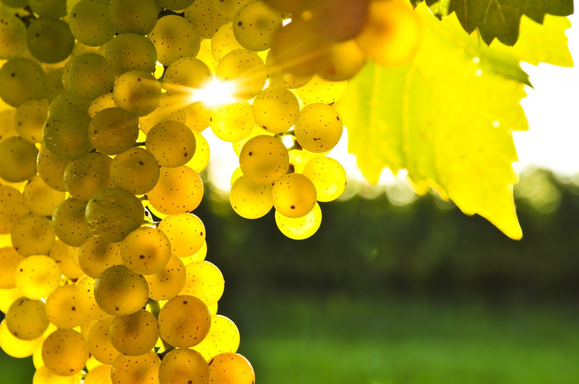 grapes yellow bunch of leaves glare of the sun