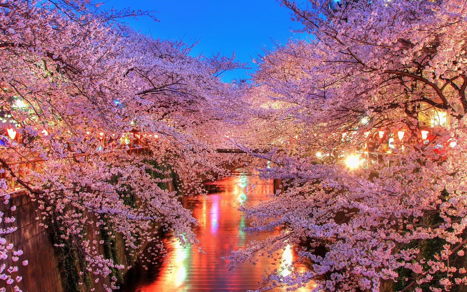 river lamps light tree flower spring