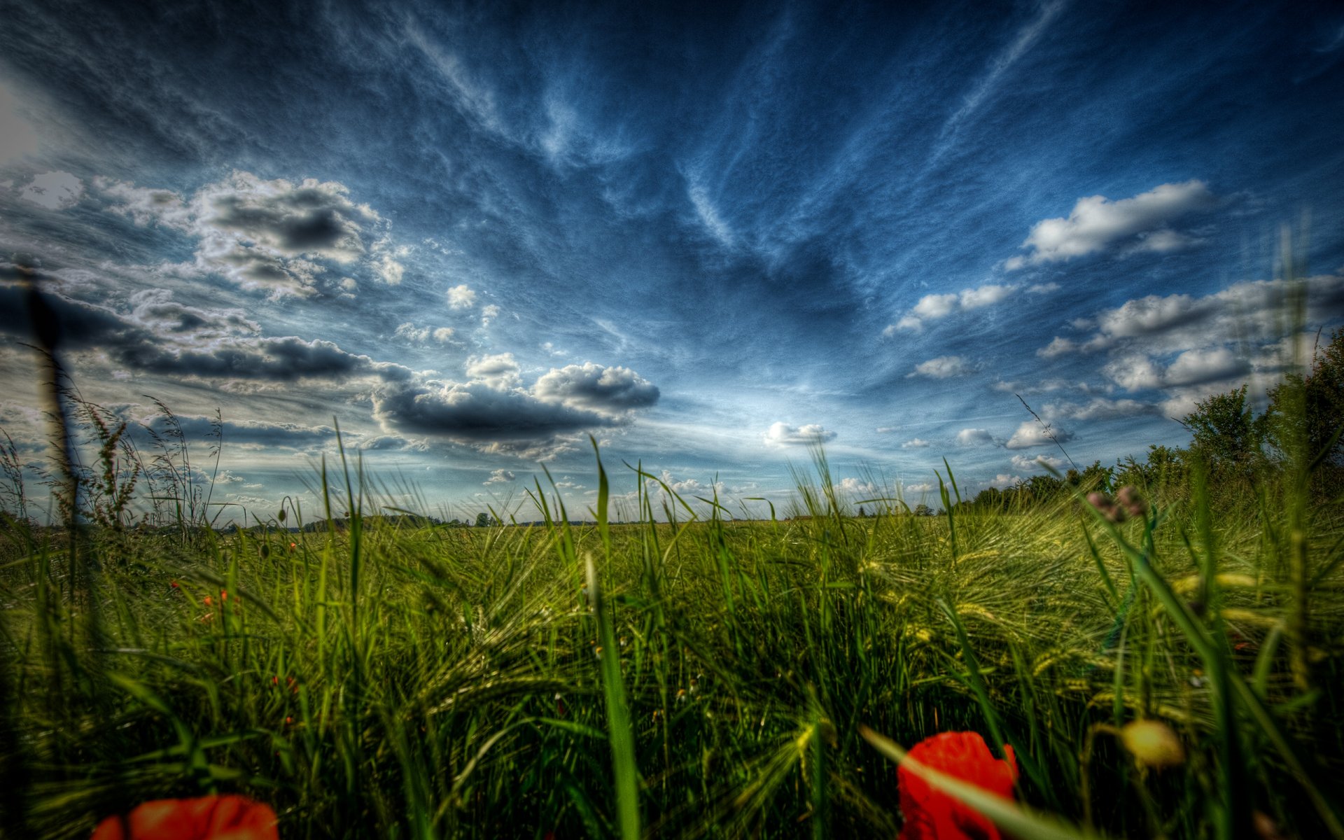 nature fleurs coquelicots herbe gros plan paysages champ champs