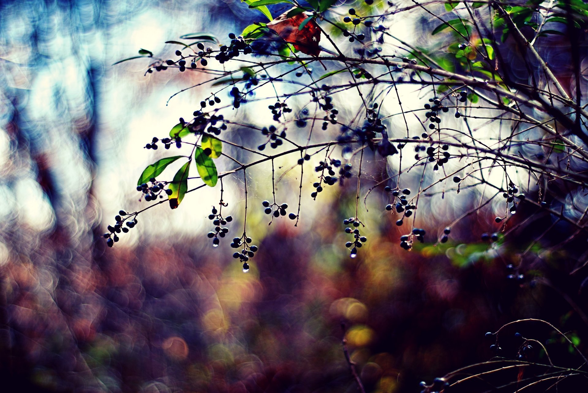 natura gałęzie rośliny jagody liście krople zdjęcie rozmycie kolory bokeh tło tapeta