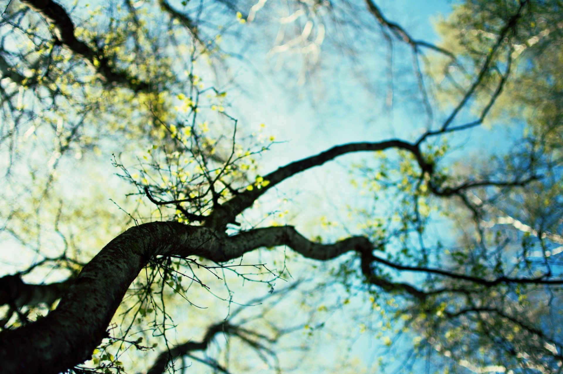 naturaleza primavera árboles ramas hojas floración cielo día fondo papel pintado