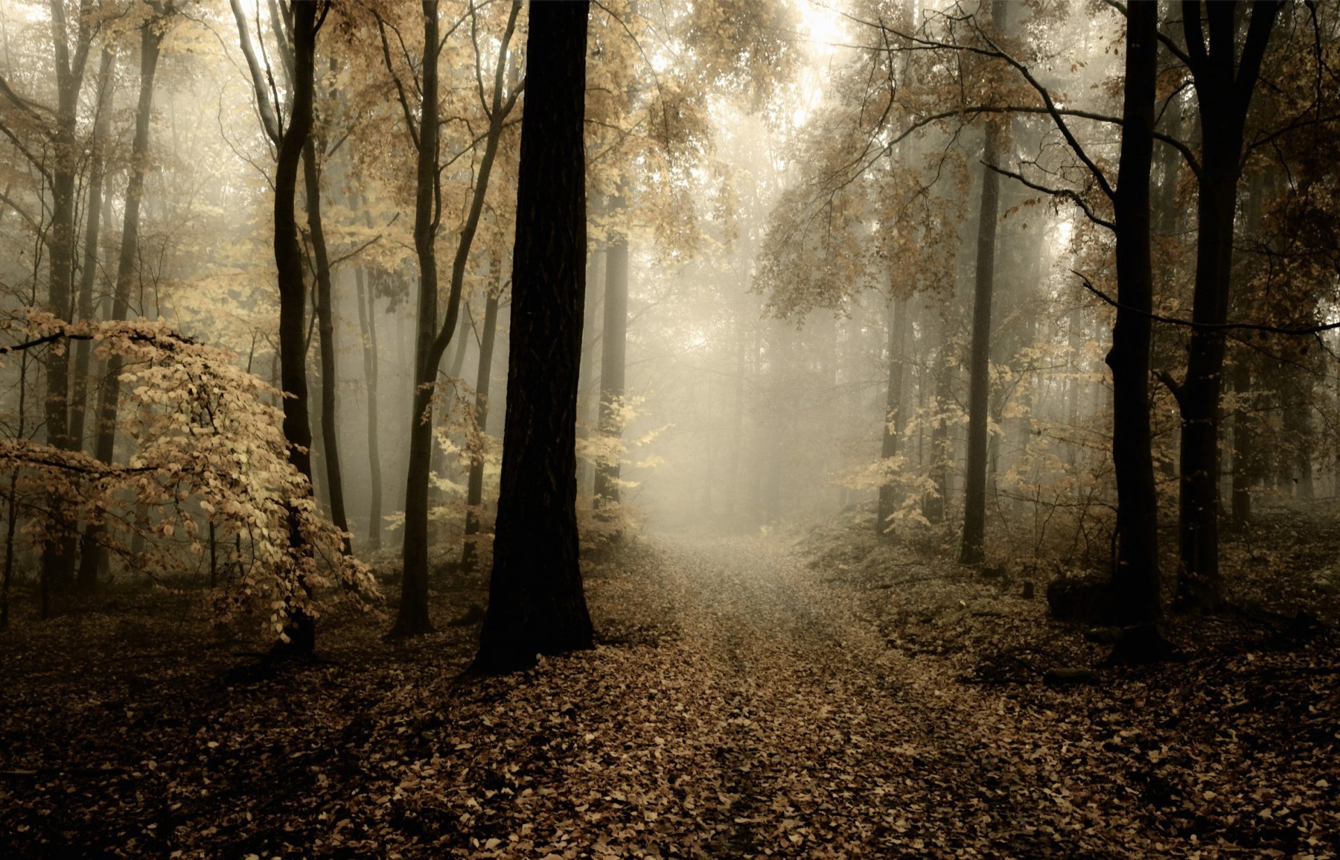 nature forêt automne dim jour route