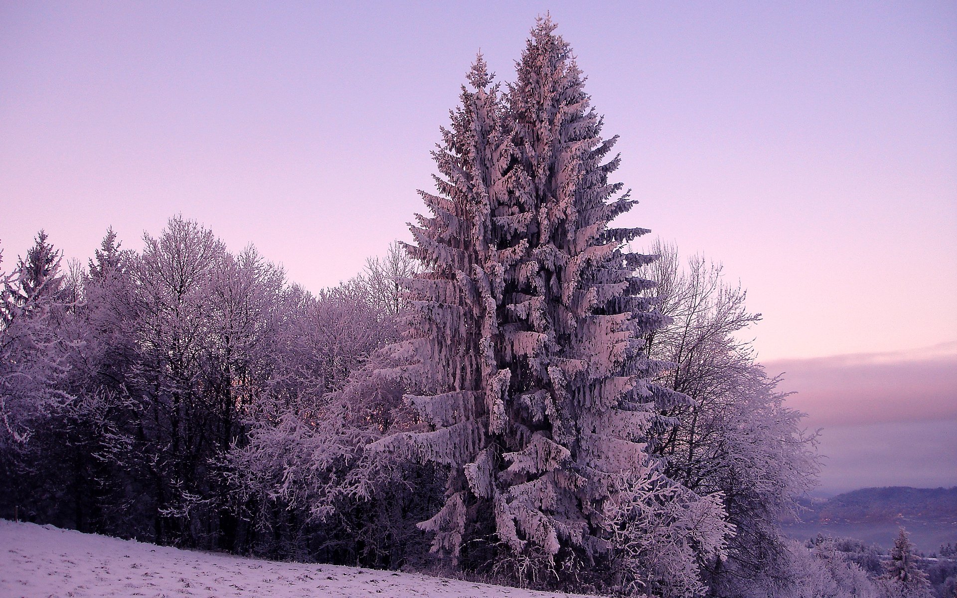 hiver nature épinette sapin arbres arbre neige froid gel ciel collines