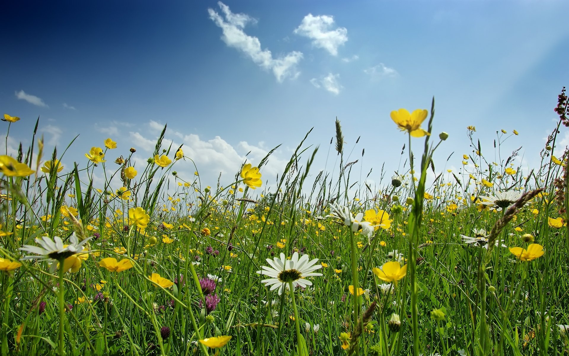 field green flower grass chamomile sky spring