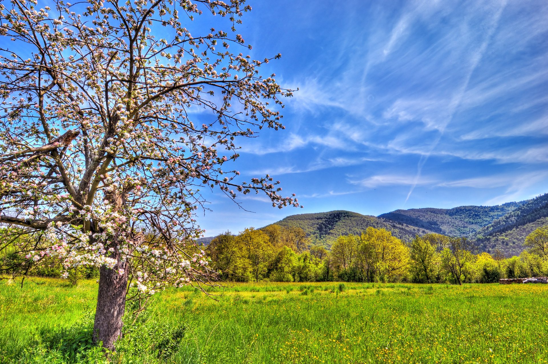 naturaleza campo montañas manzano color primavera cielo