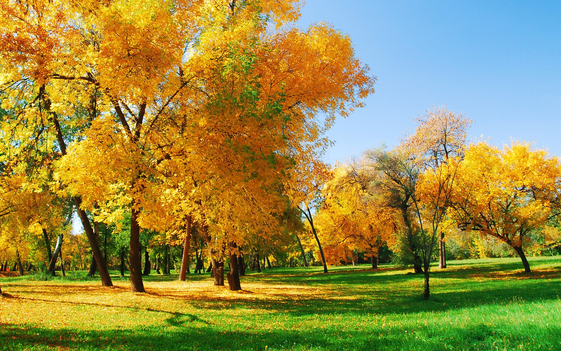 naturaleza árboles bosque otoño luz del sol