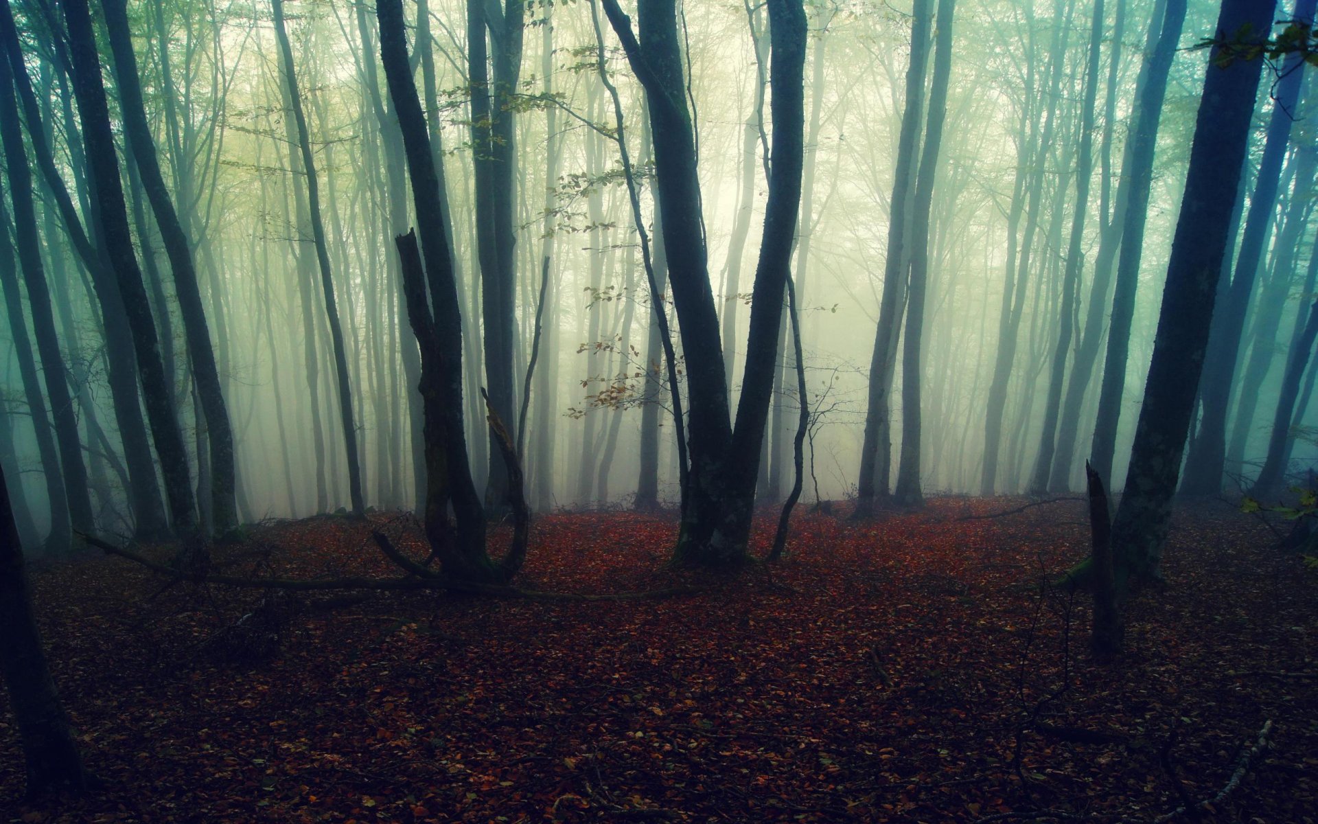 natura foresta alberi autunno foglie nebbia sfondo carta da parati