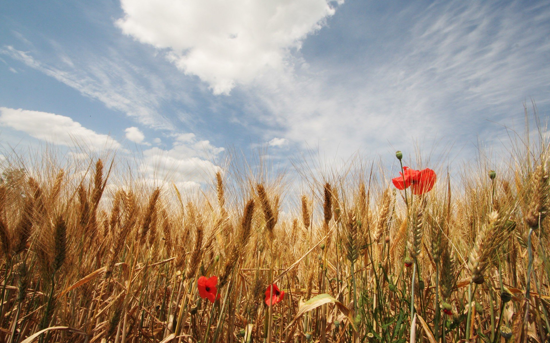 champ épis ciel nuages coquelicots fleurs été