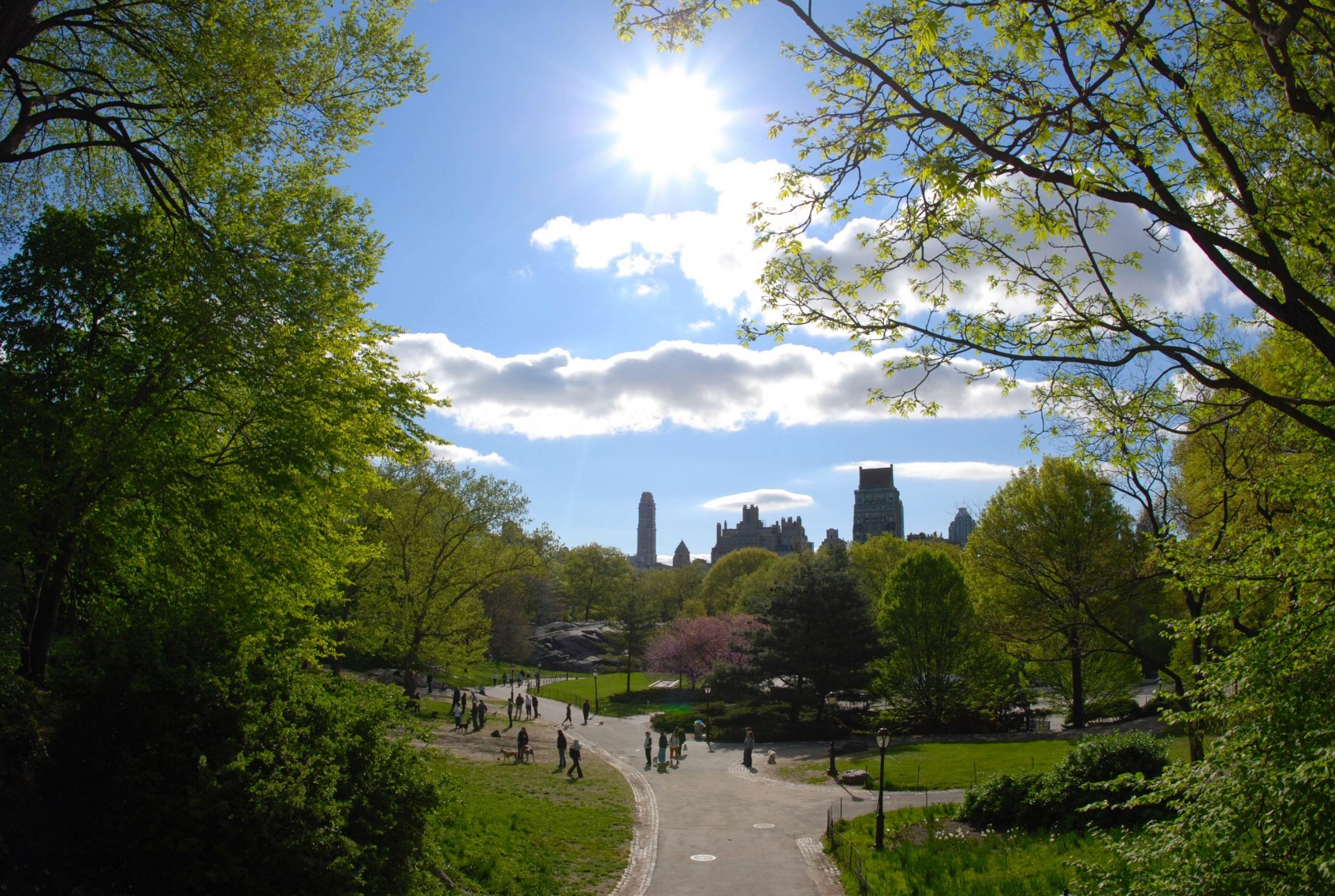 nueva york nueva york parque árboles camino senderos ciudad estados unidos