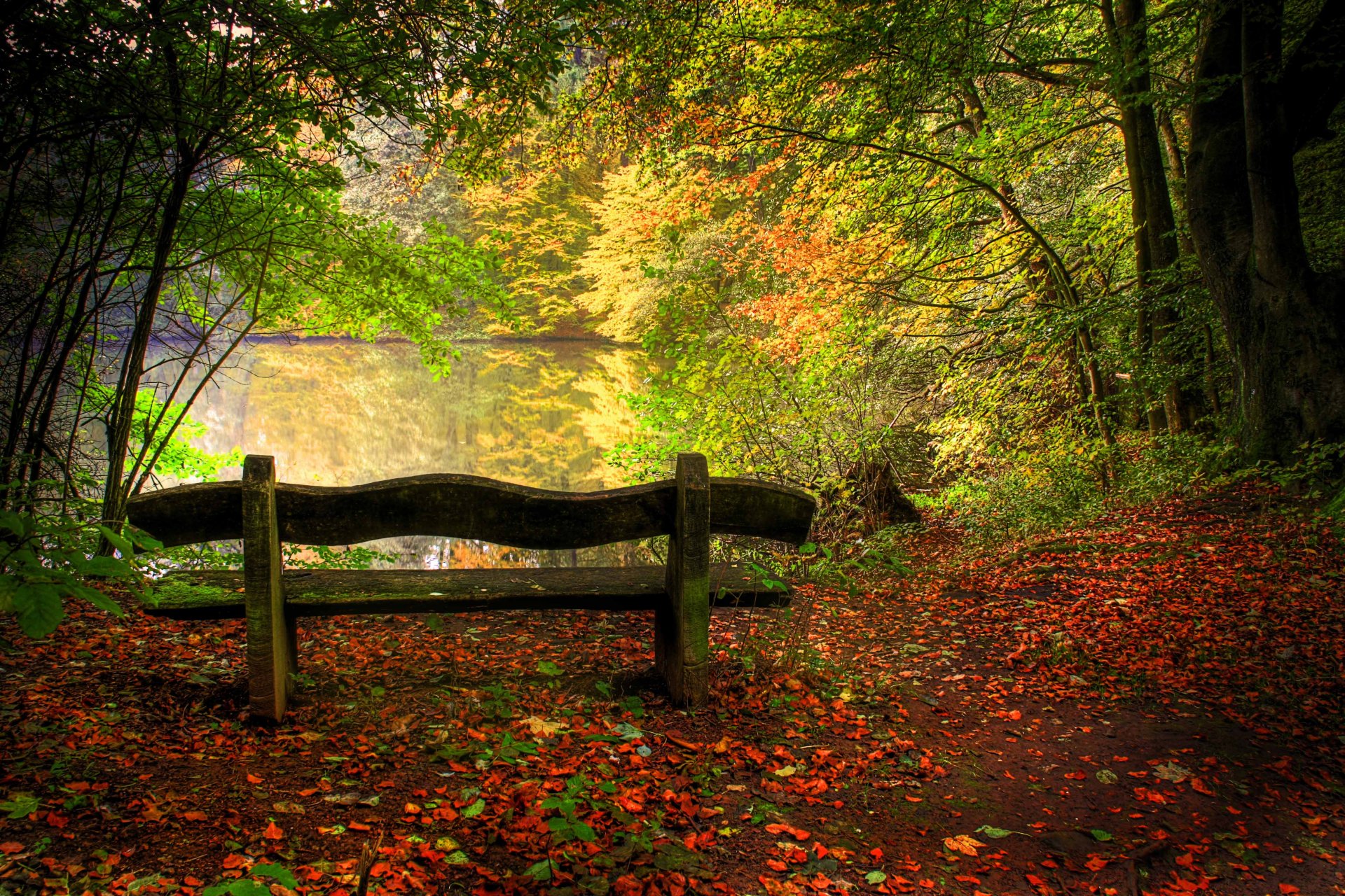 nature lake in the fall landscape tree