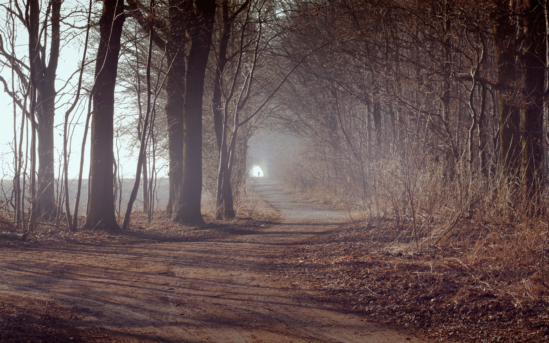 straße bäume pflanzen wald blätter herbst