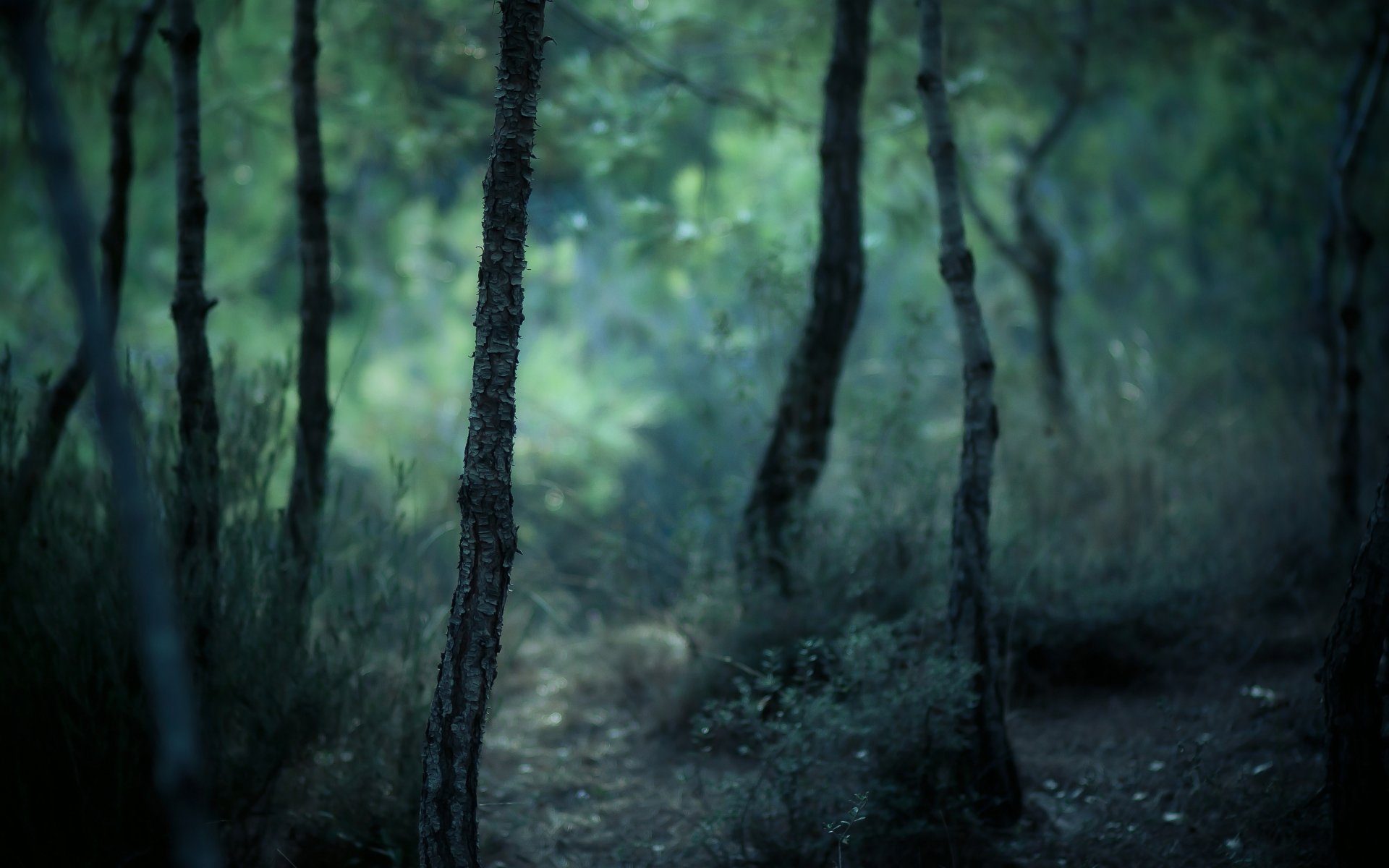 nature arbres troncs écorce forêt